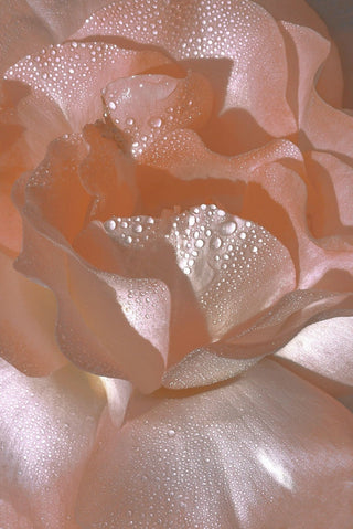 Rejuvenation & Repair